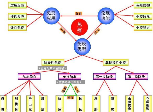 免疫系统的重要性