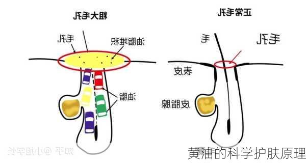 黄油的科学护肤原理