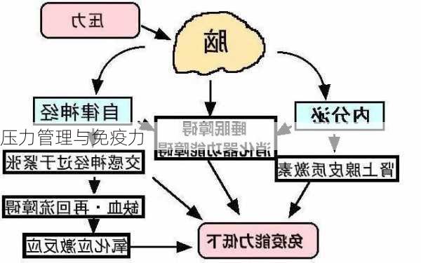 压力管理与免疫力