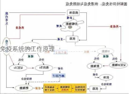 免疫系统的工作原理