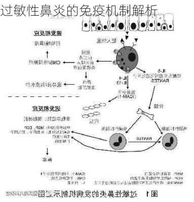 过敏性鼻炎的免疫机制解析