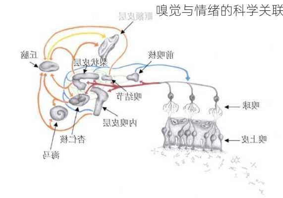 嗅觉与情绪的科学关联