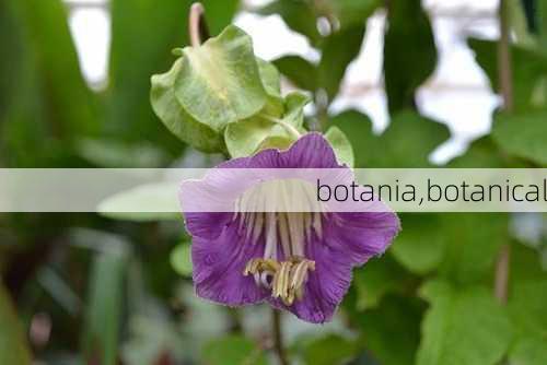 botania,botanical