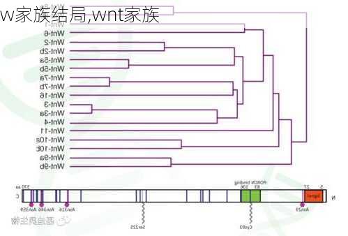 w家族结局,wnt家族