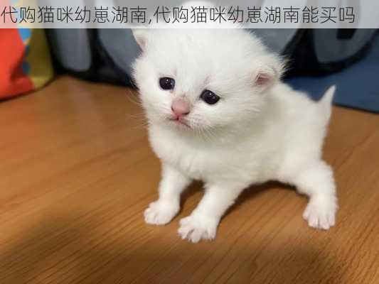 代购猫咪幼崽湖南,代购猫咪幼崽湖南能买吗