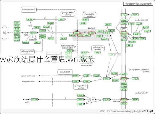 w家族结局什么意思,wnt家族